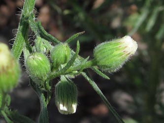 Erigeron_bonariensis_Koeln-Deutz_170813_HuSu01_2.jpg