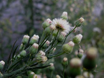 Erigeron_bonariensis_KoelnDeutz_250913_ja02.jpg