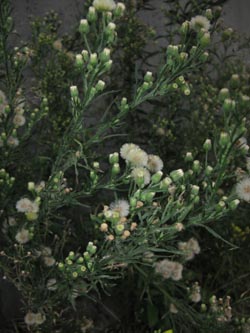 Erigeron_bonariensis_KoelnDeutz_250913_ja05.jpg