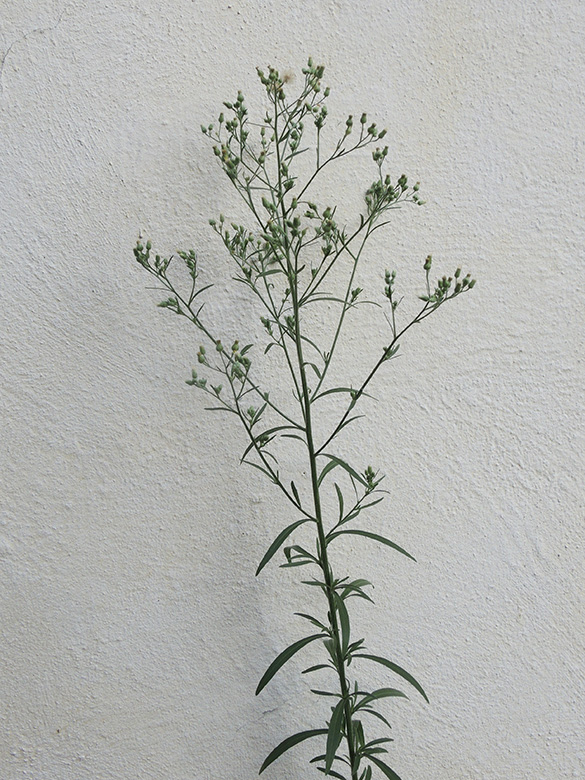 Erigeron_sumatrensis_BO-Innenstadt_Am_Bergbaumuseum_020920_ja01.jpg