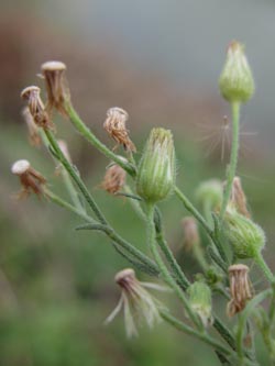 Erigeron_sumatrensis_KrefeldHafen100911_ja02.jpg