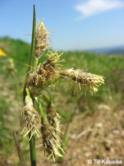 Eriophorum_angustifolium_SWD2009_TK178.jpg