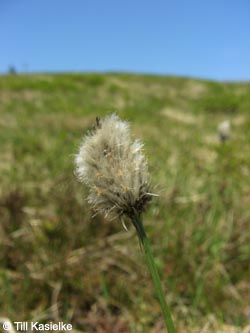 Eriophorum_vaginatum_SWD2009_TK181.jpg