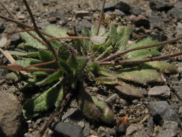 Erophila_majuscula_HERCrange050513_ja05.jpg