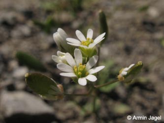 Erophila_majuscula_HERCrange050513_ja11.jpg