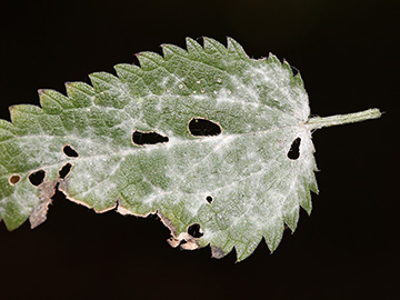 Erysiphe_urticae_BO_BergerTal_141018_CB02.jpg