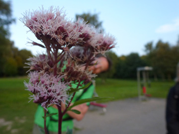 Eupatorium_cannabinum_BOLaer_UemmingerSee_ho01.jpg