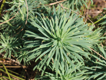 Euphorbia_cyparissias_060717_CB03.jpg