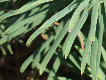 Euphorbia_cyparissias_060717_CB03_2.jpg