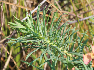 Euphorbia_cyparissias_060717_CB04.jpg