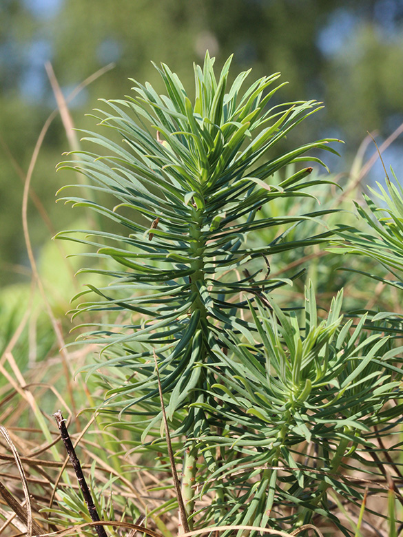 Euphorbia_cyparissias_060717_CB05.jpg