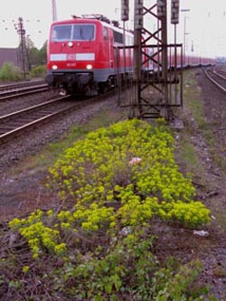 Euphorbia_cyparissias_WITHBf270410_ja02.jpg