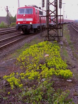 Euphorbia_cyparissias_WITHBf270410_ja02.jpg