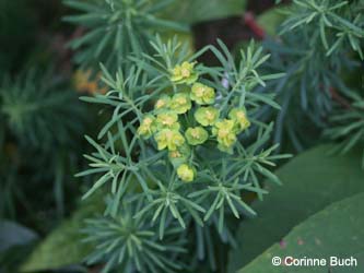 Euphorbia_cyparissias_WeitmarHoltbruegge_ja33.jpg