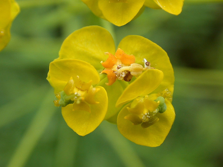 Euphorbia_cyparissias_ho01.jpg