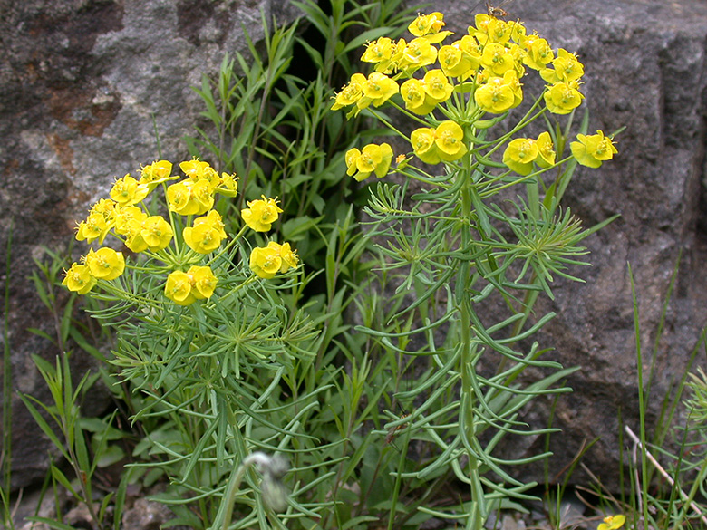 Euphorbia_cyparissias_ho02.jpg