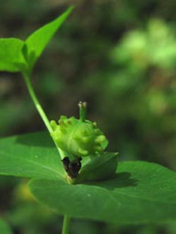 Euphorbia_dulcis_SWD2009_236_ja01.jpg