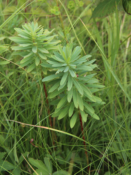 Euphorbia_esula_090717_CB01.jpg