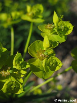 Euphorbia_esula_BOStahlhausen120609_ja11.jpg