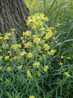 Euphorbia_esula_BOStiepel_Koenigsallee_Haarstra%c3%9fe_230516_PG01.jpg