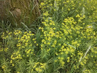 Euphorbia_esula_BOStiepel_Koenigsallee_Haarstra%c3%9fe_230516_PG02.jpg