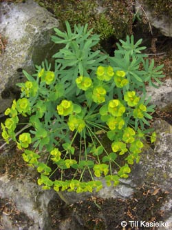 Euphorbia_esula_Bislicherinsel120610_TK02.jpg