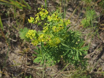 Euphorbia_esula_DURheinhausen_130914_ja01.jpg