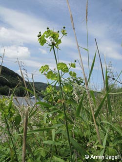 Euphorbia_esula_Leutesdorf_290511_ja01.jpg