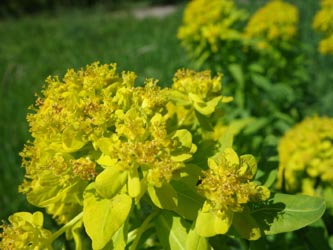 Euphorbia_palustris_Benrath_200414_RTL01.jpg