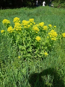 Euphorbia_palustris_Benrath_200414_RTL02.jpg