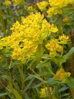 Euphorbia_palustris_ho01.jpg