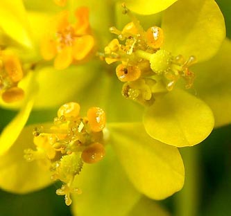 Euphorbia_palustris_ho02.jpg