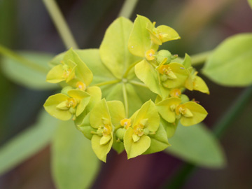 Euphorbia_platyphyllos_200610_HGeier15.jpg