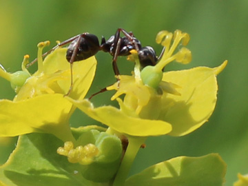 Euphorbia_pseudovirgata_Remscheid_Feldbachtal_101017_CB02.jpg