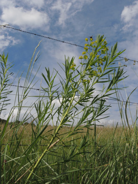 Euphorbia_pseudovirgata_Remscheid_Feldbachtal_101017_ja12.jpg