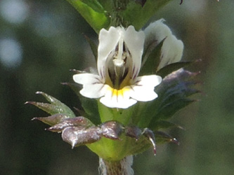 Euphrasia_diekjobstii_100716_ja03.jpg