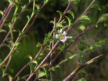 Euphrasia_diekjobstii_Breckerfeld_160918_ML01.jpg