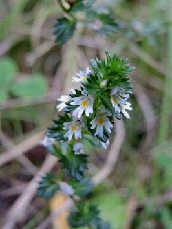 Euphrasia_diekjobstii_Brueggen_300814_MDeventer01.jpg