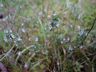 Euphrasia_diekjobstii_Brueggen_300814_MDeventer02.jpg