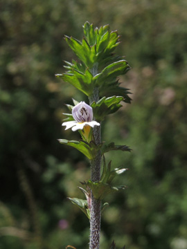 Euphrasia_diekjobstii_Iserlohn_Loebbeckenkopf_090817_ja02.jpg