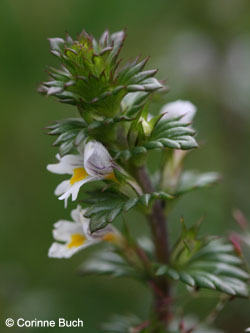 Euphrasia_diekjobstii_WahnerHeide010712_CB01.jpg