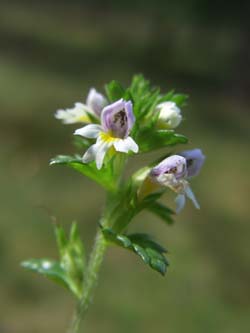 Euphrasia_nemorosa_LueneburgerHeide_ElbeEx2008_ja03.jpg