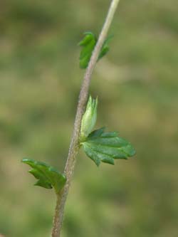 Euphrasia_nemorosa_LueneburgerHeide_ElbeEx2008_ja05.jpg