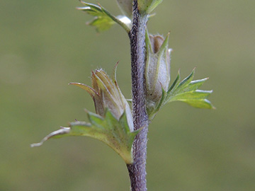 Euphrasia_stricta_081017_ja01.jpg