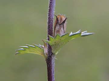 Euphrasia_stricta_081017_ja02.jpg