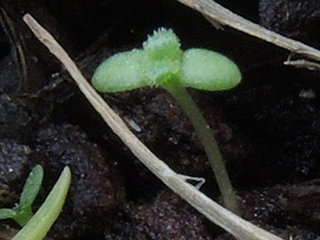 Euphrasia_stricta_Balkon_150418_ja01.jpg