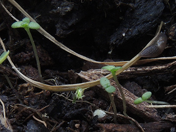 Euphrasia_stricta_Balkon_150418_ja06.jpg