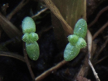 Euphrasia_stricta_Balkon_230418_ja01.jpg