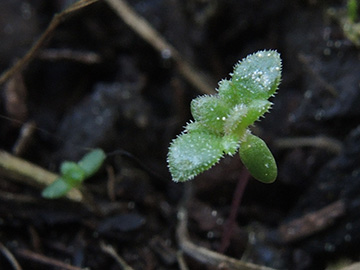 Euphrasia_stricta_Balkon_270418_ja01.jpg