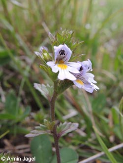 Euphrasia_stricta_Breinigerberg_Schlangenberg_250514_ja01.jpg